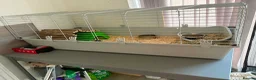 Mixed Breed rabbits for sale: 2 male rabbits  - Advert 4