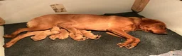 Labrador Retriever dogs for sale: KC Red Labrador pups for sale  in Kidderminster - Advert 8