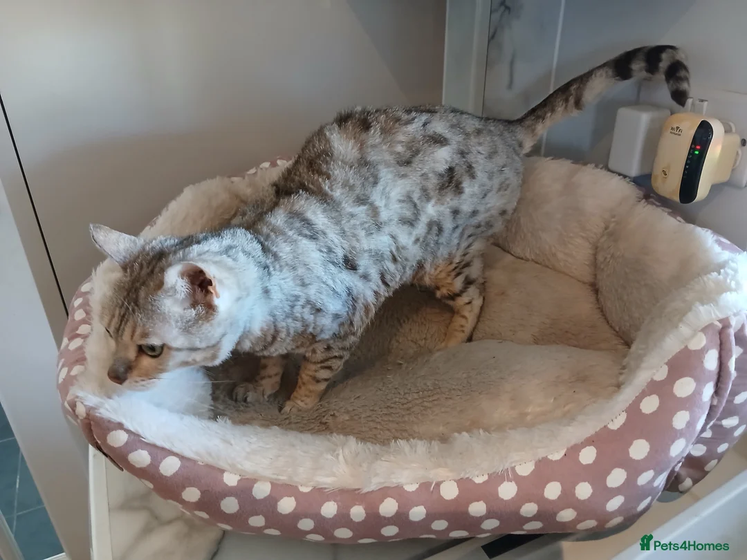 Bengal cats for sale: Winnie - Advert 2