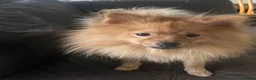 Pomeranian dogs for sale: Puppies  - Advert 10