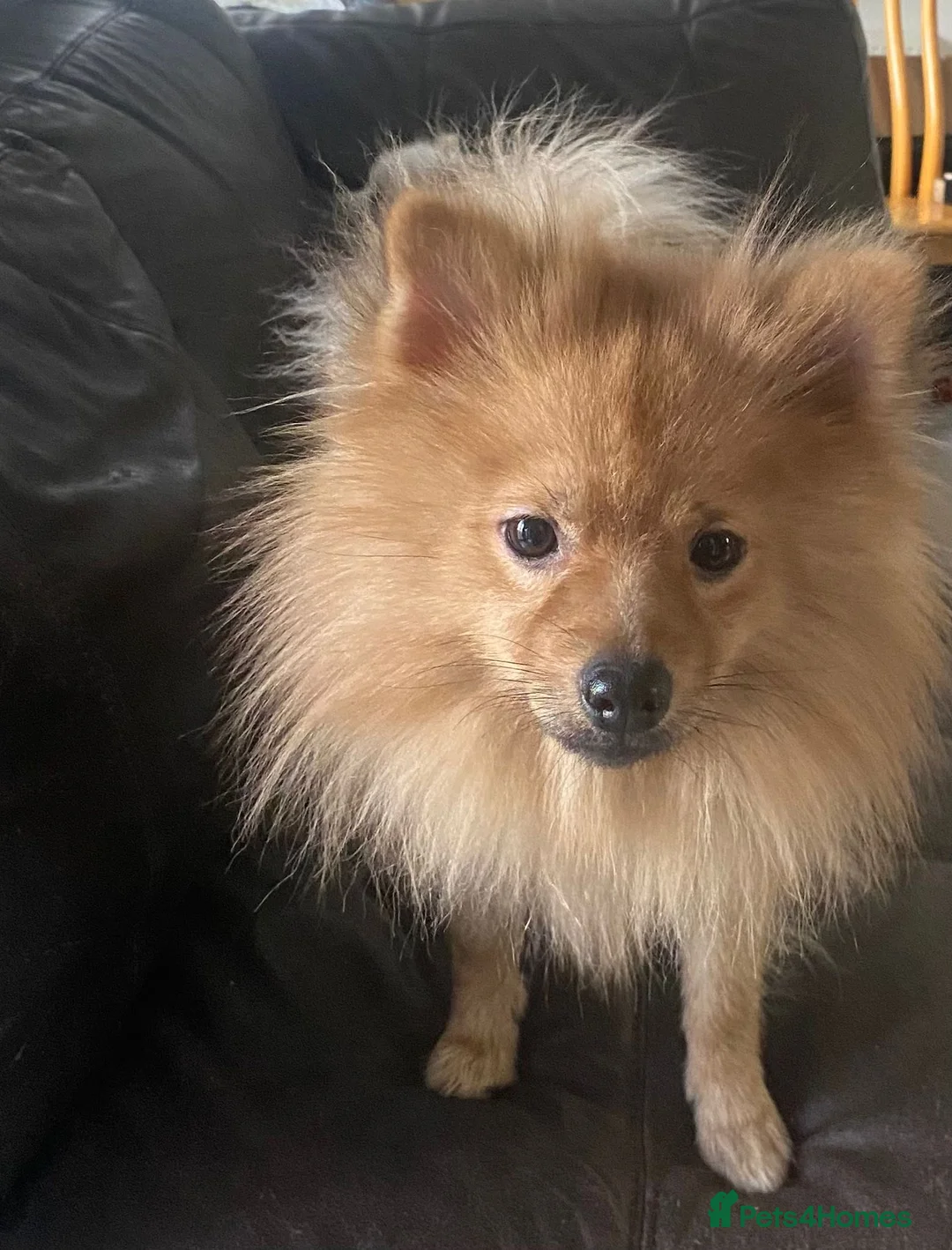 Pomeranian dogs for sale: Puppies  - Advert 10