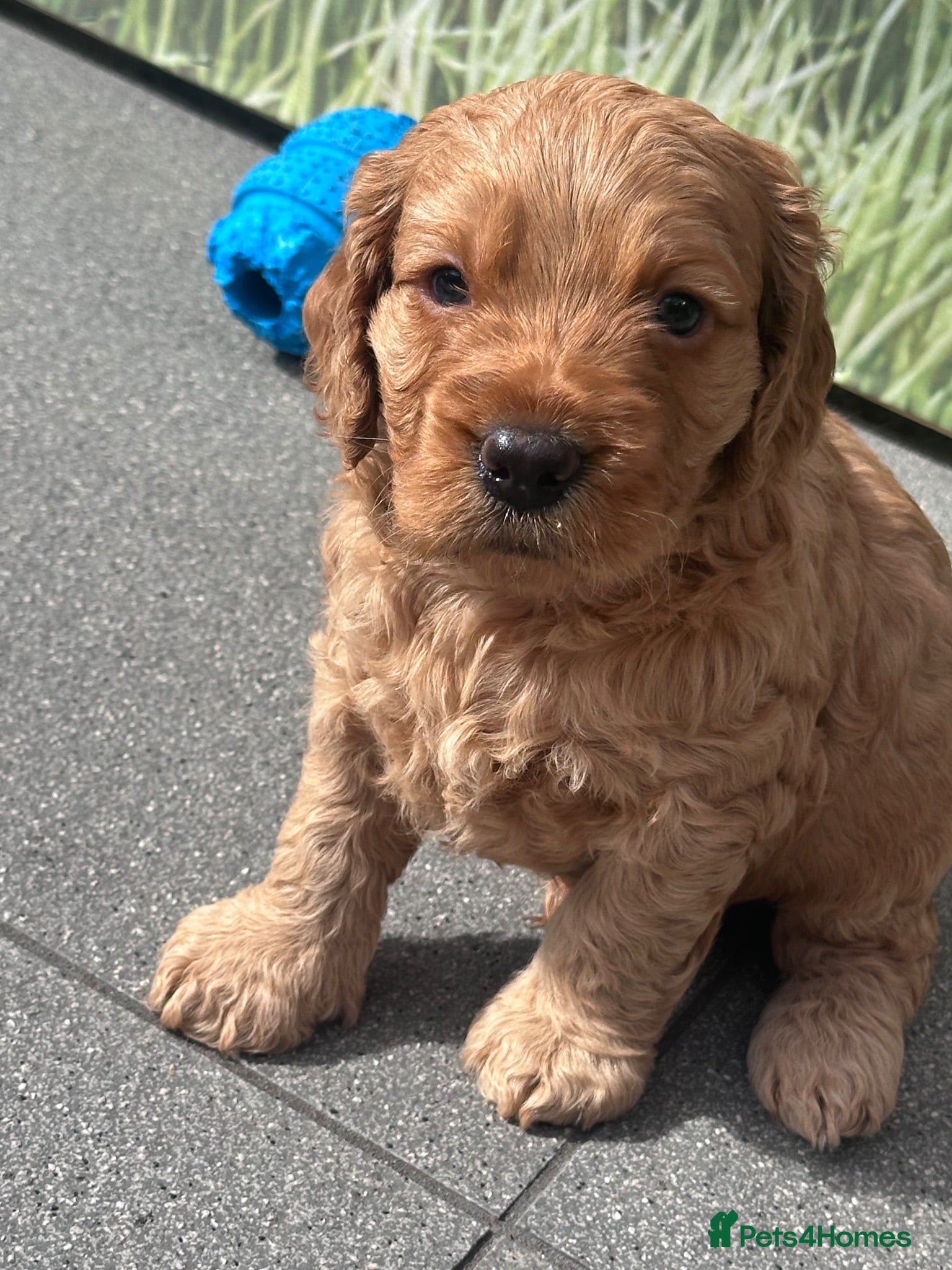 Cockapoo dogs Beautiful miniature F2 cockapoos - Advert 2