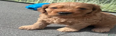 Cockapoo 4