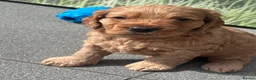 Cockapoo dogs for sale: Beautiful miniature F2 cockapoos - Advert 31
