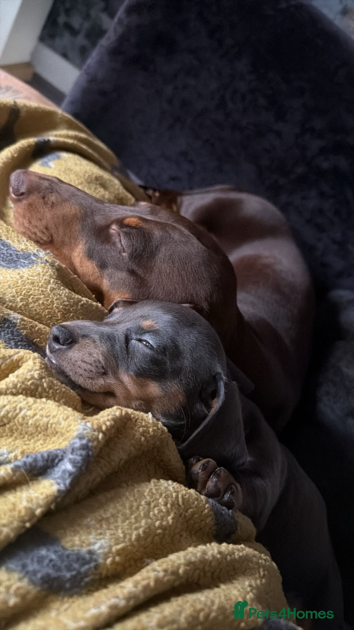 Dachshund dogs 1 girl wanting to find her forever sofa - Advert 13