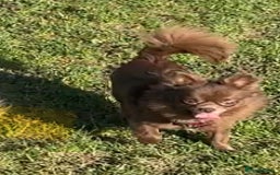 Chihuahua dogs for stud: Oscar for stud  in Warrington - Image 2