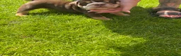 English Bulldog dogs for sale: Bulldogs - Advert 3