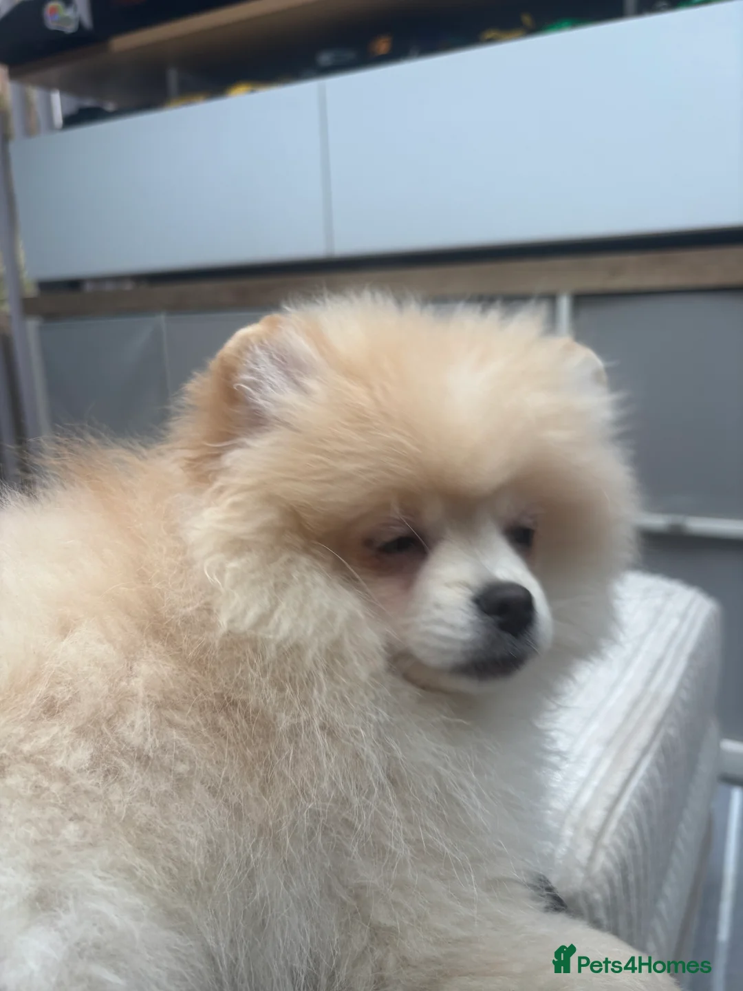 Pomeranian dogs for sale: Pomeranian males looking for there forever home  - Advert 25