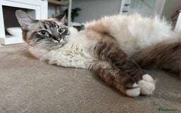 Ragcoon cats for sale: Gorgeous Mainecoon x Ragdoll kittens  - Image 15