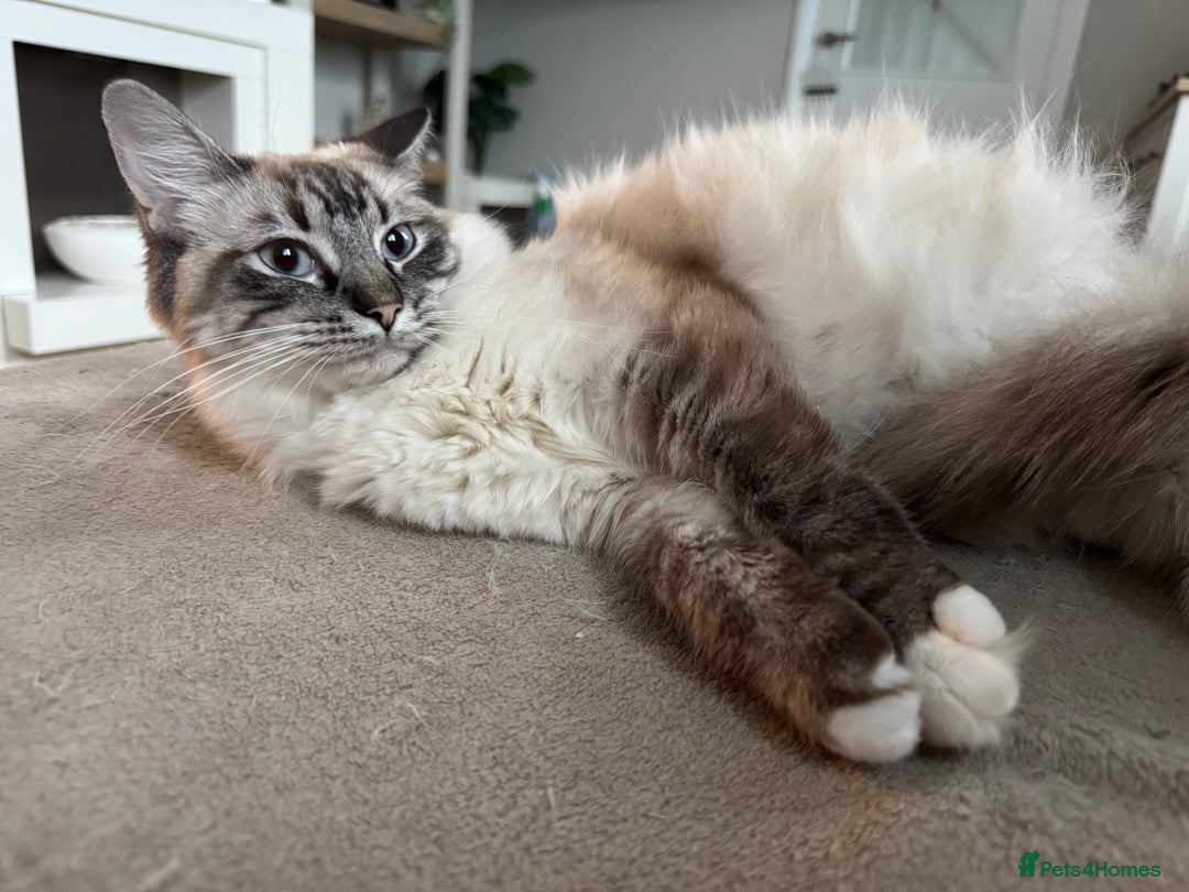Ragcoon cats for sale: Gorgeous Mainecoon x Ragdoll kittens  - Image 15