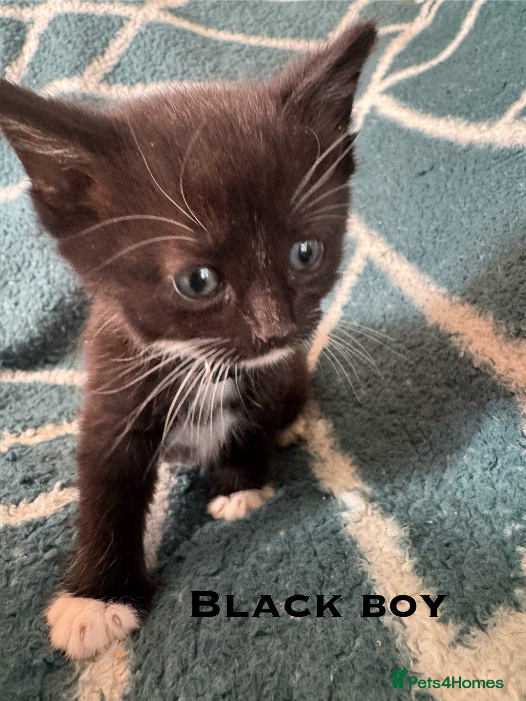 Mixed Breed cats for sale: Loving lots - Image 8