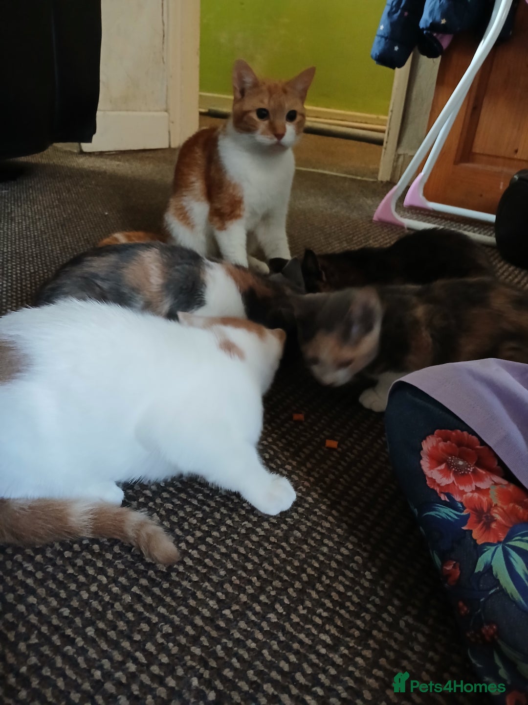 Mixed Breed cats for sale: 2 beautiful female lovely kittens and playfull - Image 28