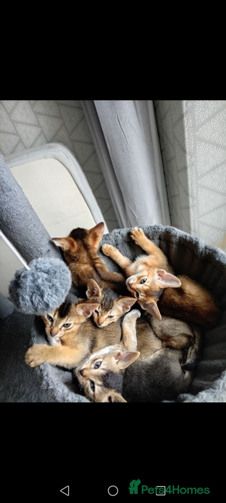 Abyssinian cats Abyssinian X (Abyssinian X) - Advert 8