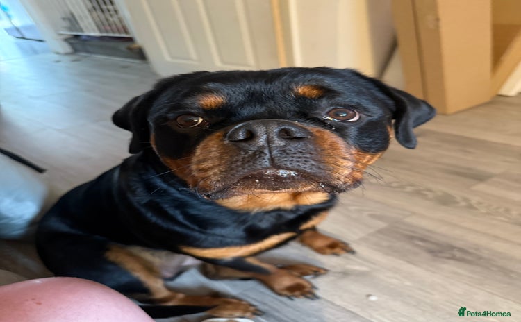 Rottweiler dogs - Advert 8