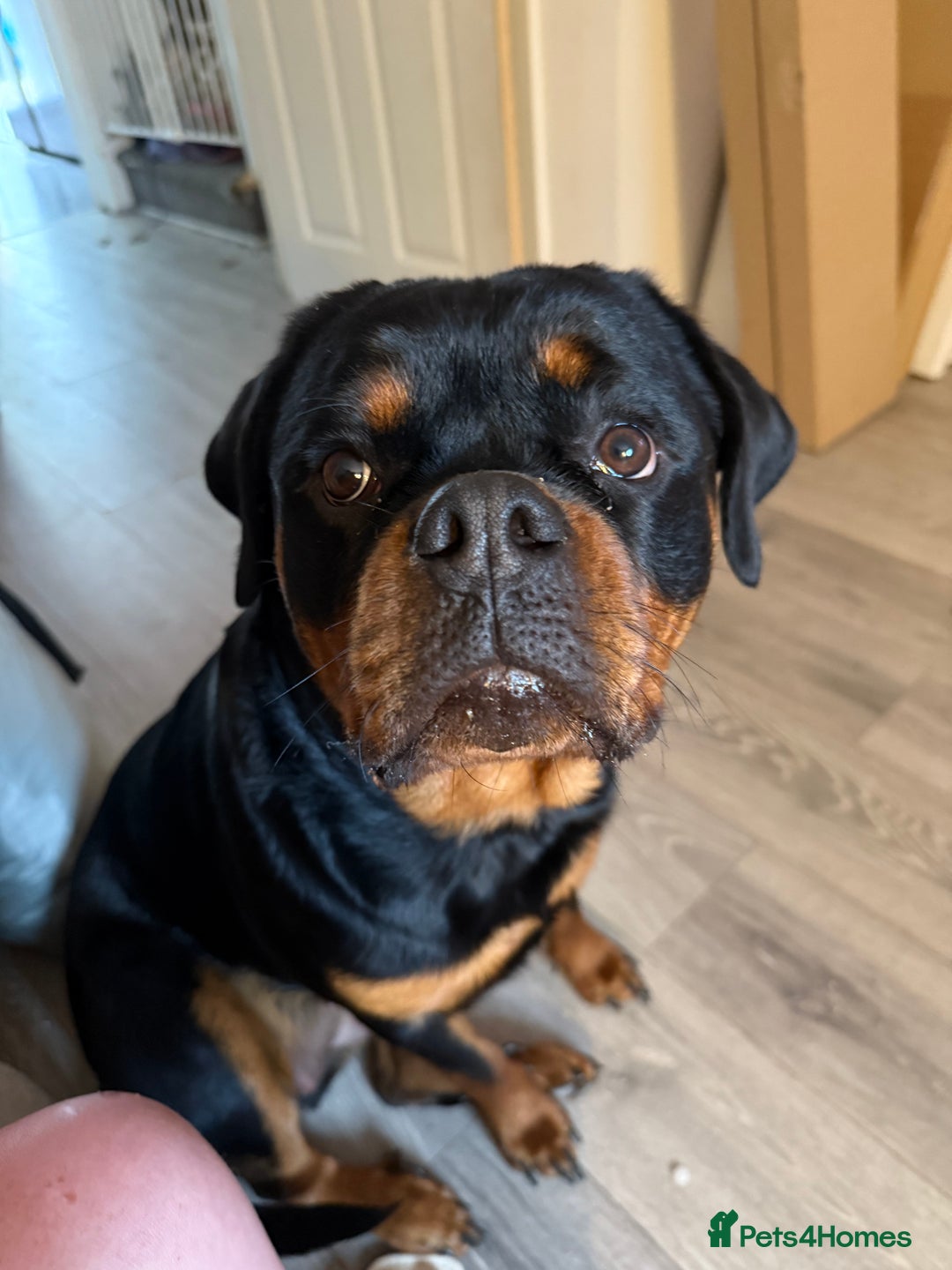 Rottweiler dogs for sale: Rottweiler 10 months old - Image 1