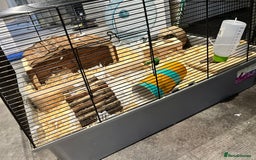 Hamster rodents for sale: Hamster looking for a new home - Image 5