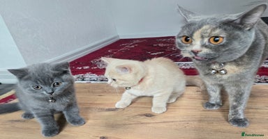 British Shorthair cats - Advert 7