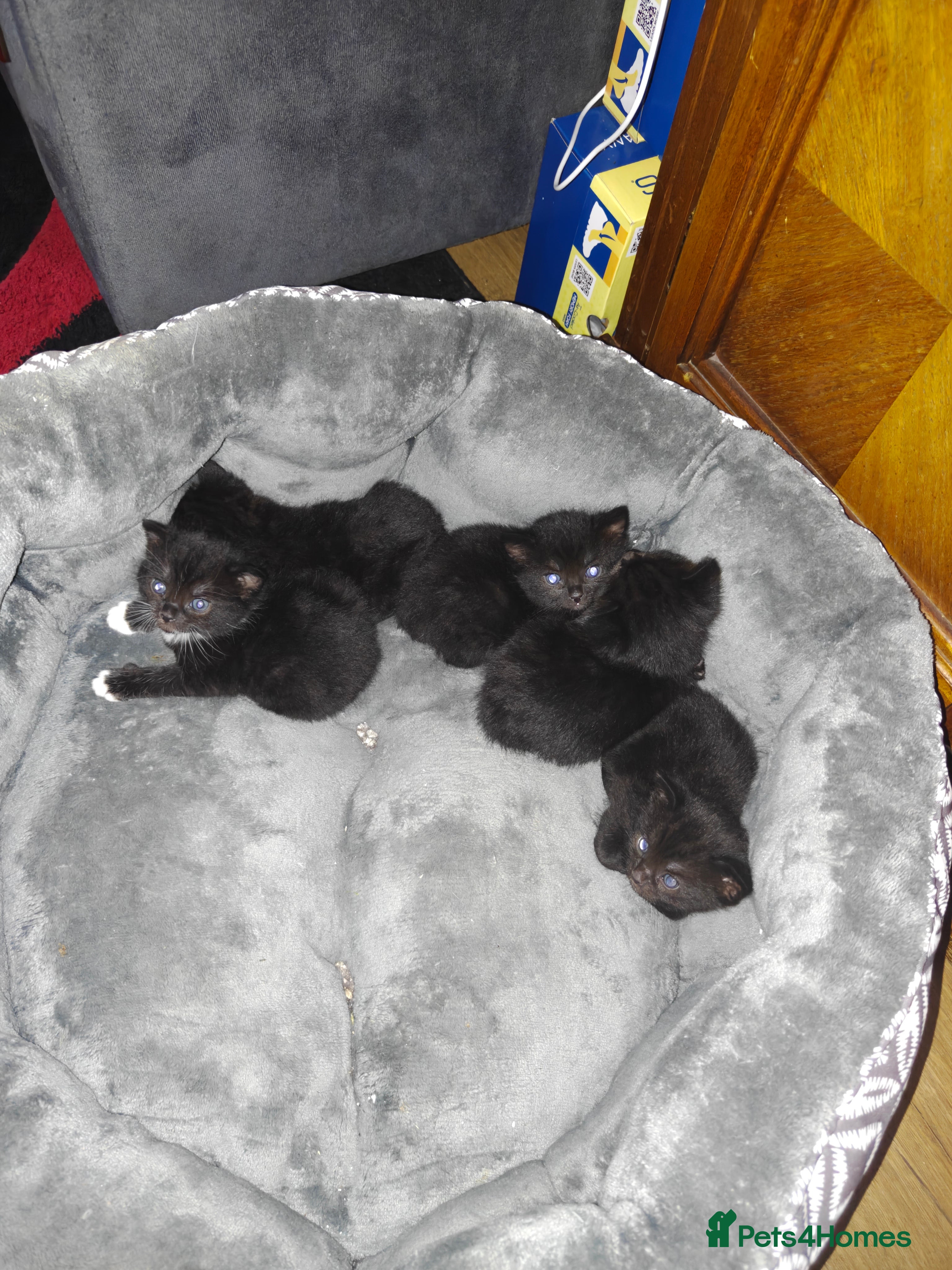 Mixed Breed cats 5 black kittens  - Advert 2