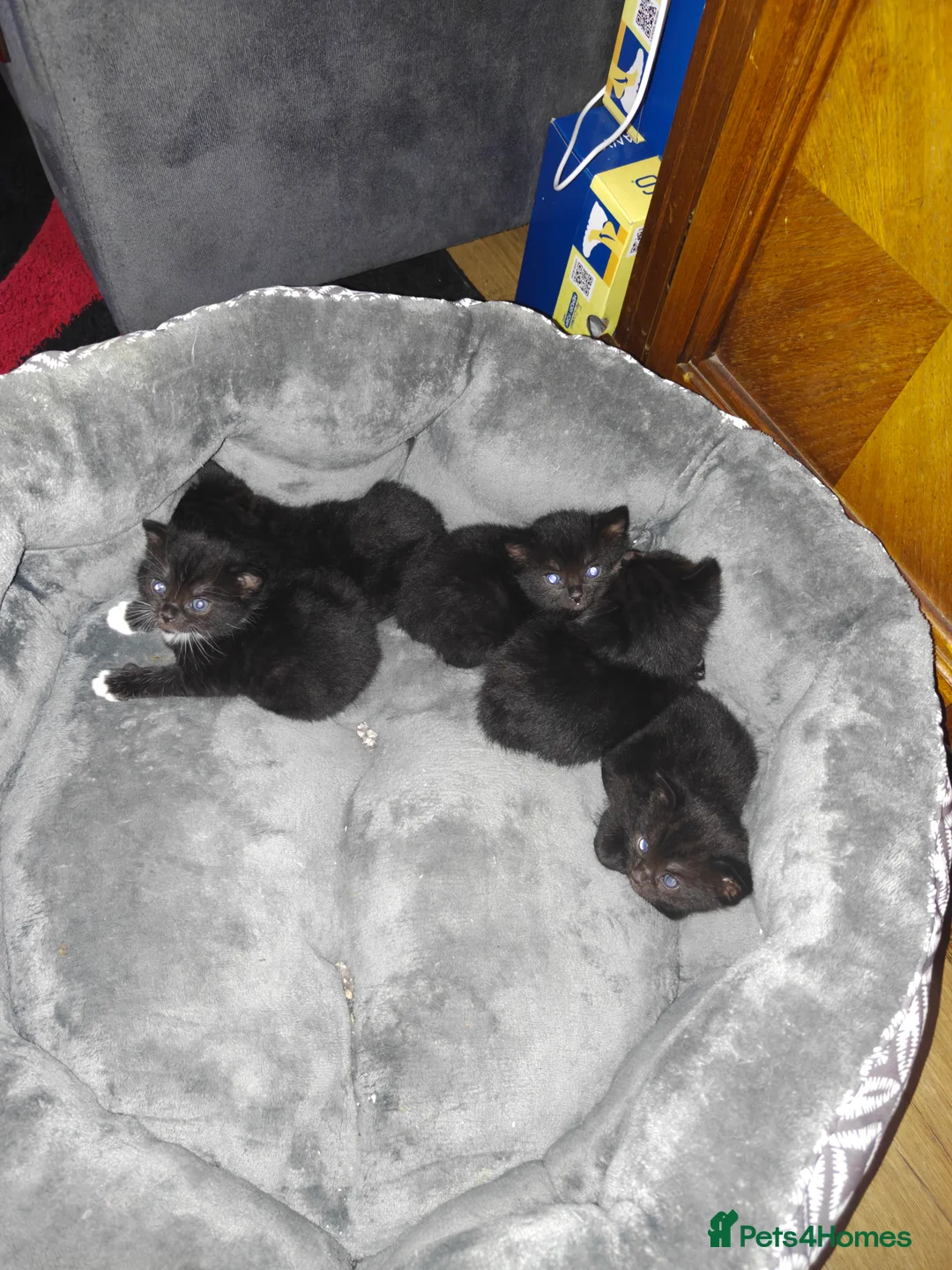 Mixed Breed cats for sale: 5 black kittens  - Advert 1