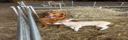 Golden Retriever dogs for stud: KC GOLDEN RETRIEVER STUD - Advert 2