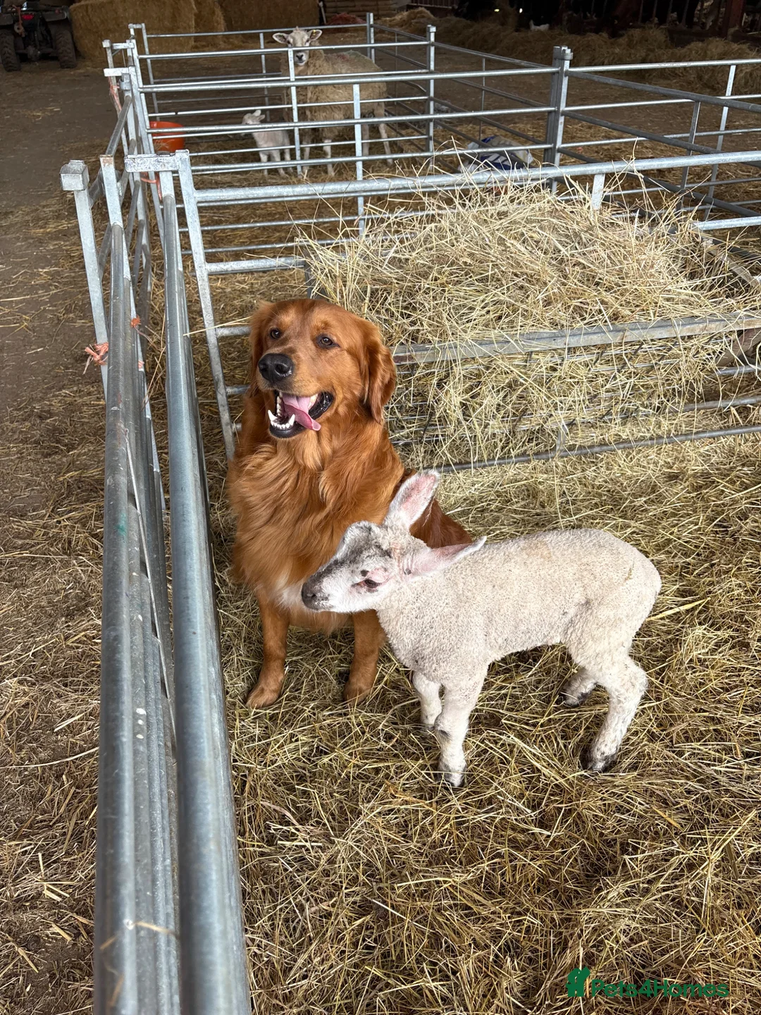 Golden Retriever dogs for stud: KC GOLDEN RETRIEVER STUD - Advert 2
