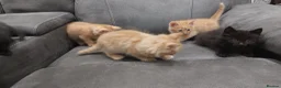 Mixed Breed cats for sale: Kittens ginger/black  - Advert 5