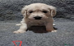 Golden Retriever dogs for sale: Stunning Cream Golden Retriever Puppies - Image 6