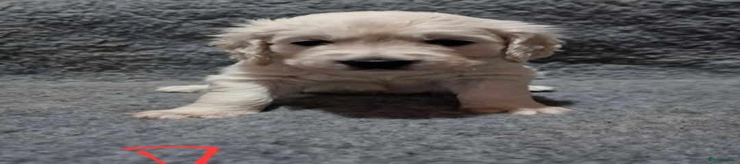 Golden Retriever Puppy 1