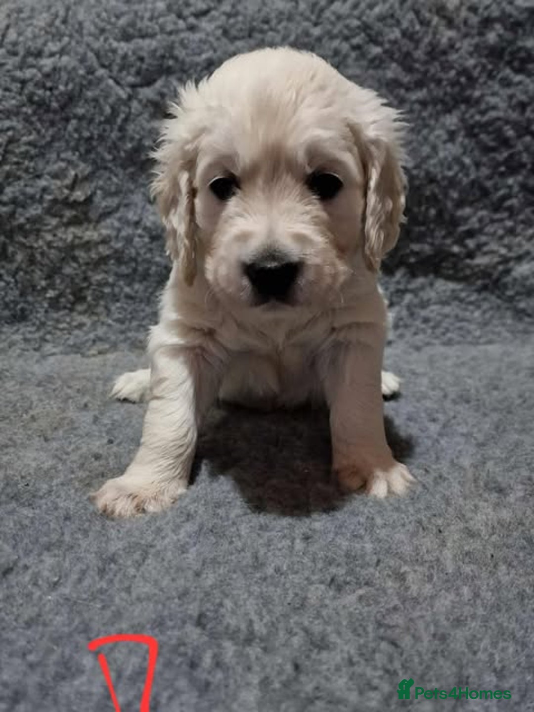 Golden Retriever dogs for sale: Stunning Cream Golden Retriever Puppies - Image 6