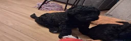 Cockapoo dogs for sale: 🐾 LAST F2 COCKAPOO PUPPY – READY NOW 🐾 - Advert 10