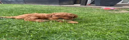 Cockapoo dogs for sale: Last girl available, ready for her forever home! - Advert 6