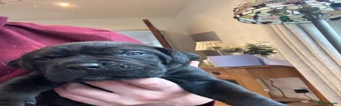 Cane Corso Puppy 1