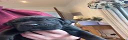 Cane Corso dogs for sale: Cane corso  - Advert 9