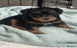 Mixed Breed dogs for sale: 2 Maltese x cockpoo puppies for sale - Image 1