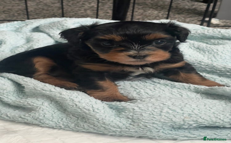 Mixed Breed dogs - Advert 2