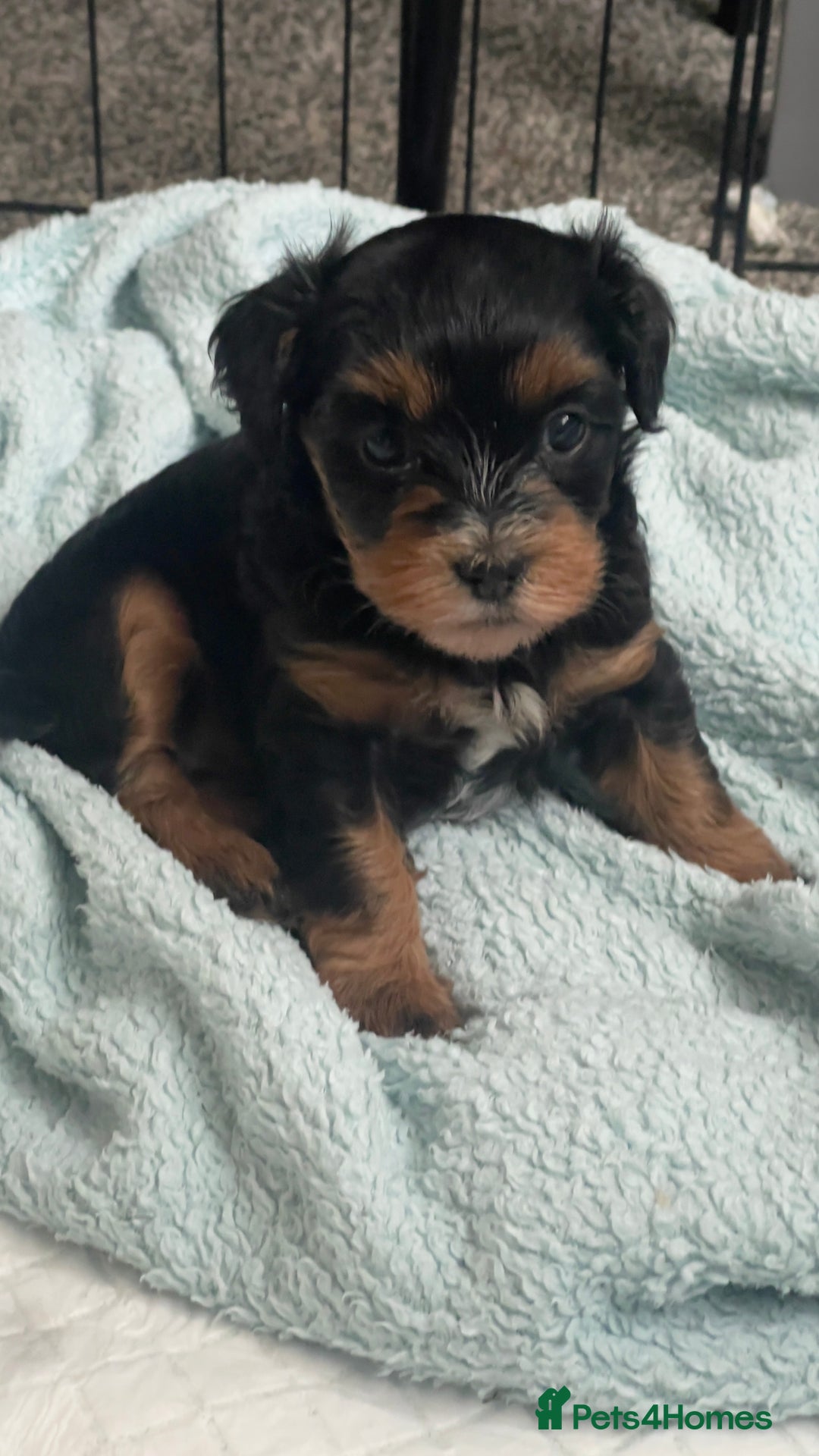 Mixed Breed dogs for sale: 2 Maltese x cockpoo puppies for sale - Image 1