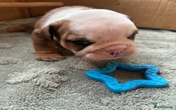 English Bulldog dogs for sale: Ready to go English bulldog puppies - Image 14