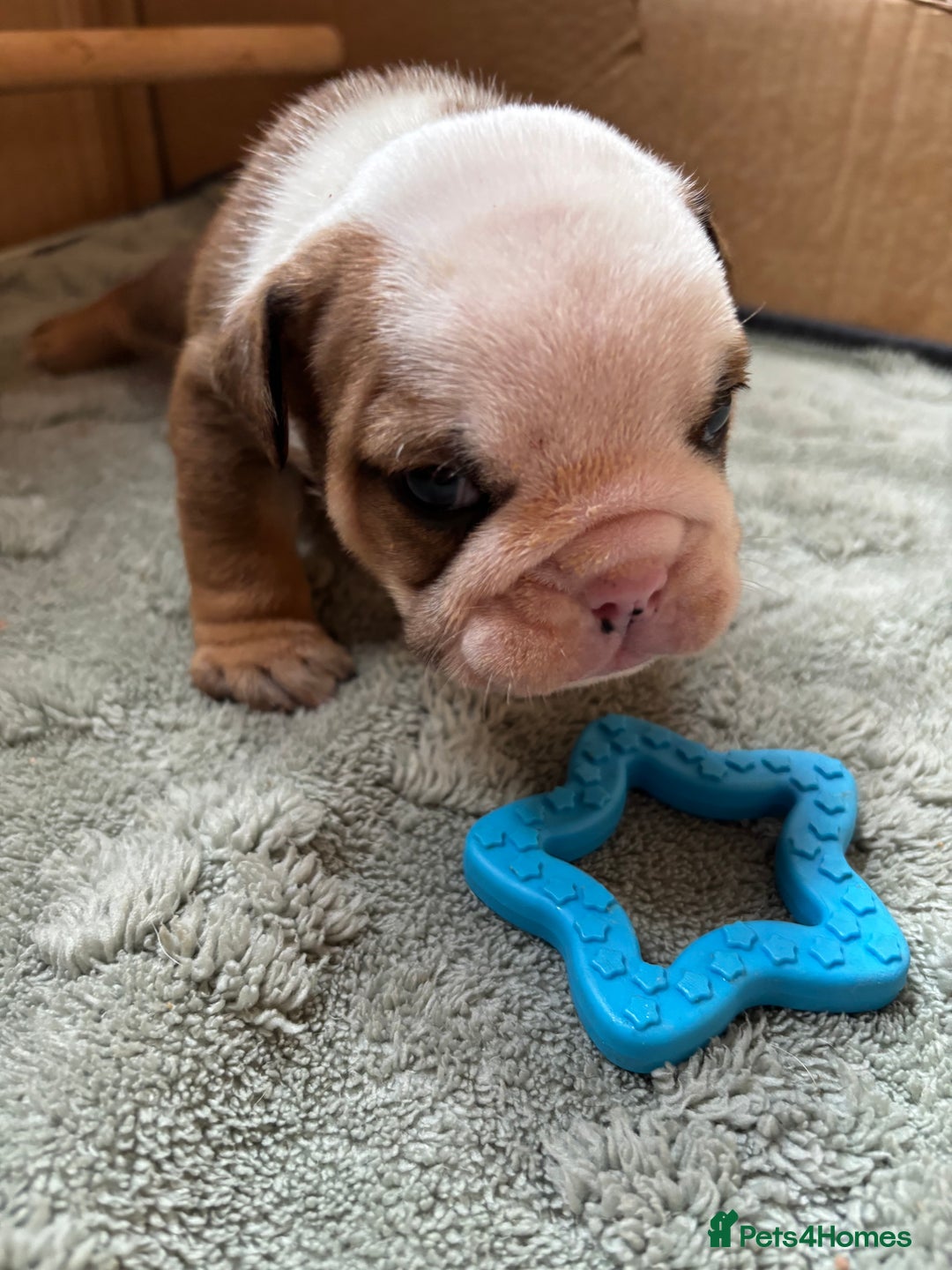 English Bulldog dogs for sale: Ready to go English bulldog puppies - Image 14