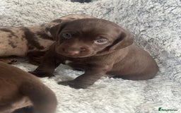 Mixed Breed dogs for sale: DAXIPOO PUPPIES  - Image 3