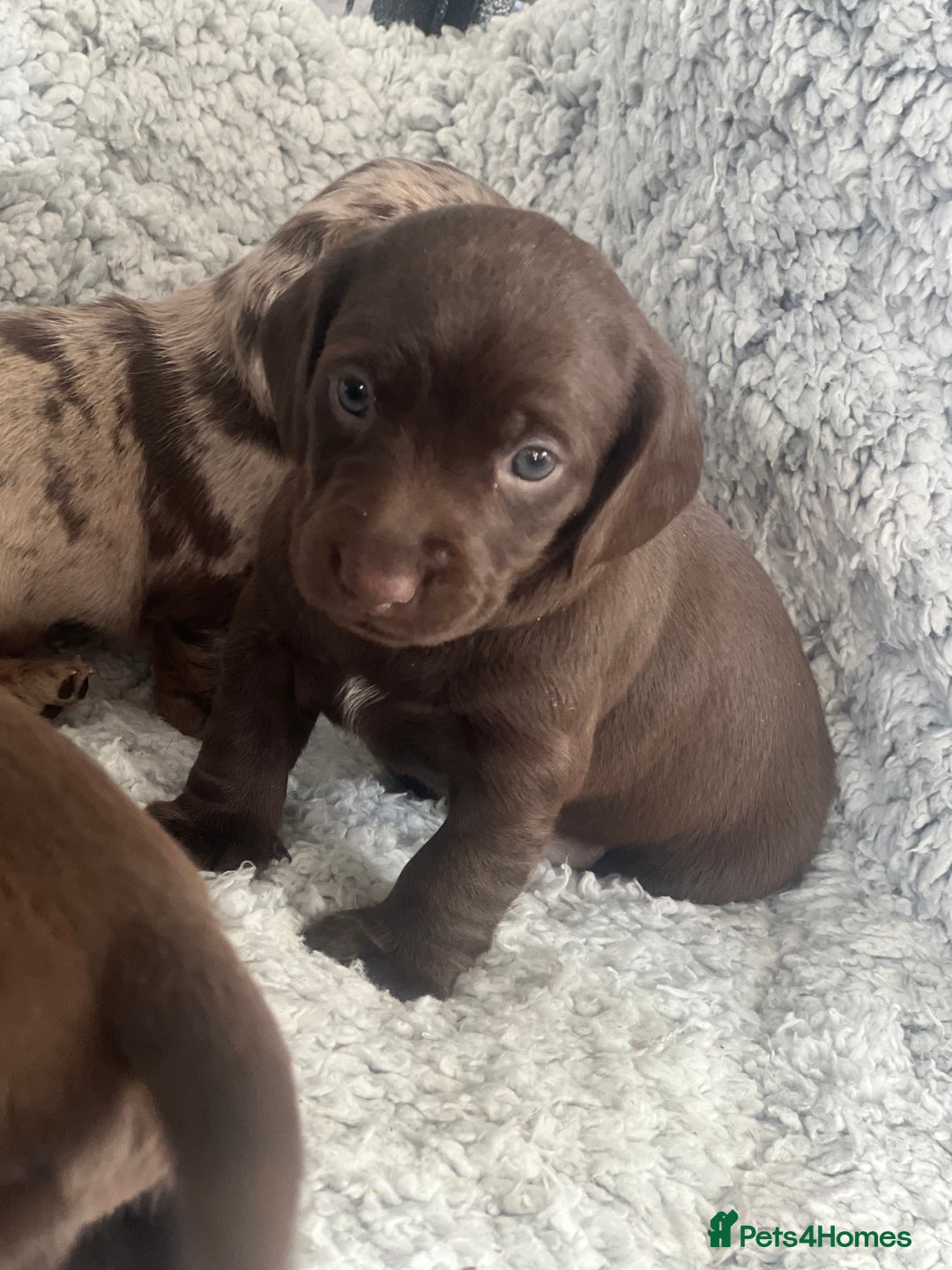 Mixed Breed dogs for sale: DAXIPOO PUPPIES  - Image 3