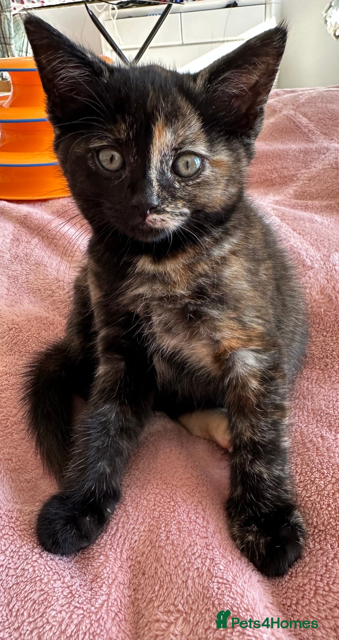 Domestic Shorthair cats for sale: 🐾Sorry….All REHOMED now 🥰 🐾 - Advert 4