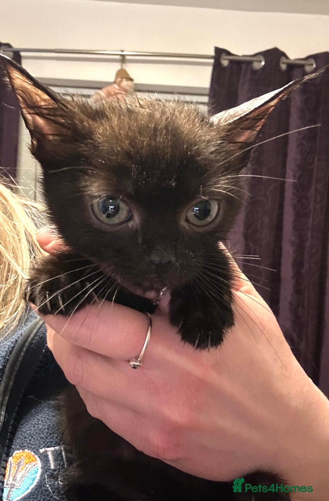 Mixed Breed cats for sale: 4 beautiful kitten for sale  - Advert 4