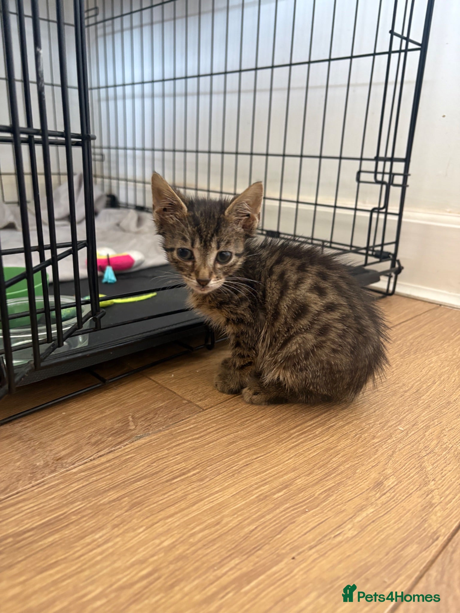 Mixed Breed cats 🐾 Beautiful Female Kittens Ready This Weekend 🐾 - Advert 2