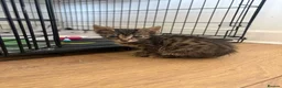 Mixed Breed cats for sale: 🐾 Beautiful Female Kittens Ready This Weekend 🐾 - Advert 1