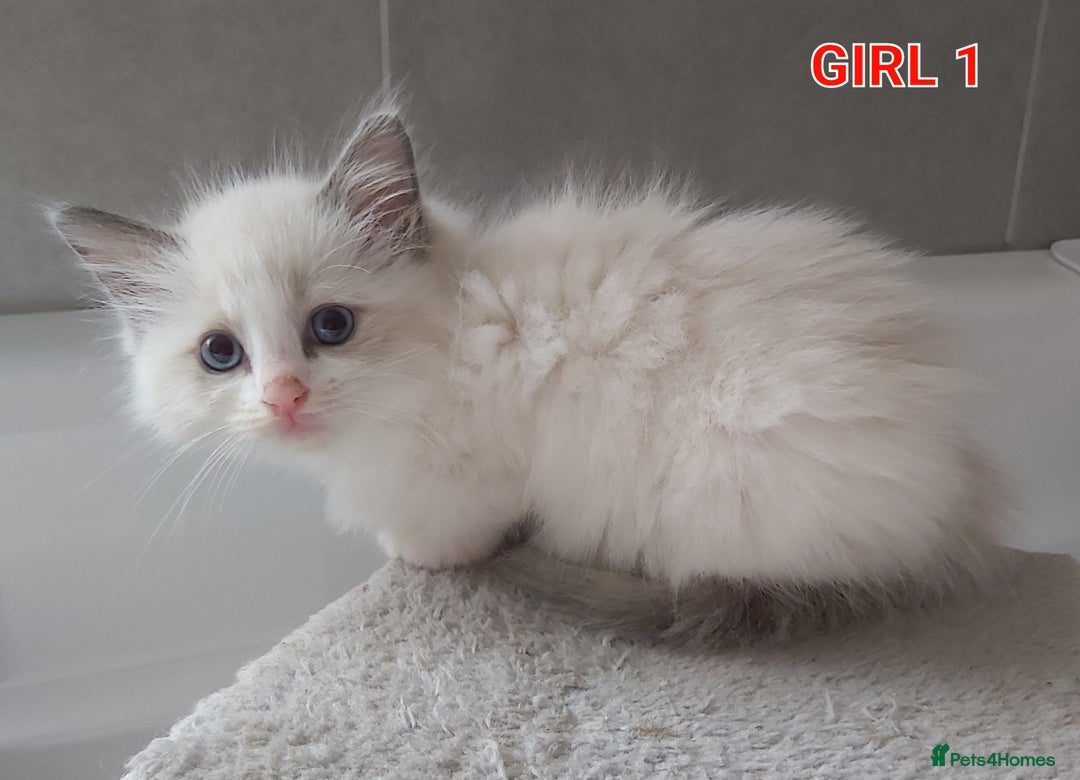 Ragdoll cats for sale: RAGDOLLS GIRLS BOYS BICOLOUR SEAL POINT BLUE EYES  - Image 4