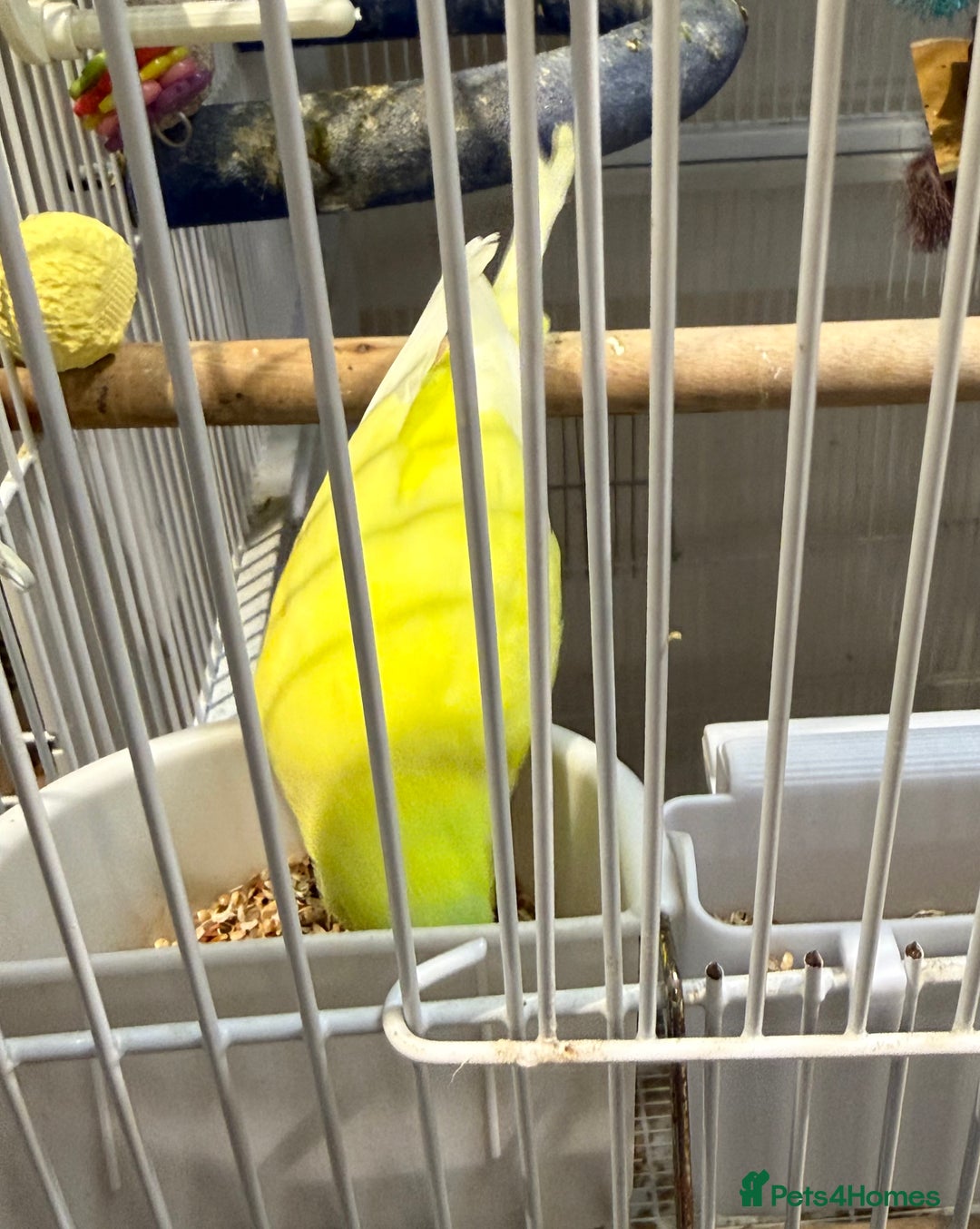 Budgerigars birds for sale: Bonded pair of beautiful yellow budgies  - Advert 14