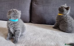 British Shorthair cats for sale: Gorgeous BSH kittens  - Image 25