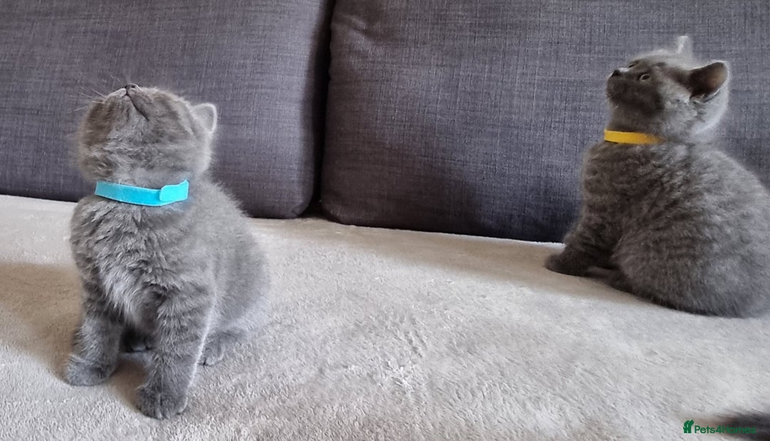 British Shorthair cats for sale: Gorgeous BSH kittens  - Image 25