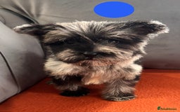 Mixed Breed dogs for sale: Beautiful F1 schnoodle puppy’s  - Image 9