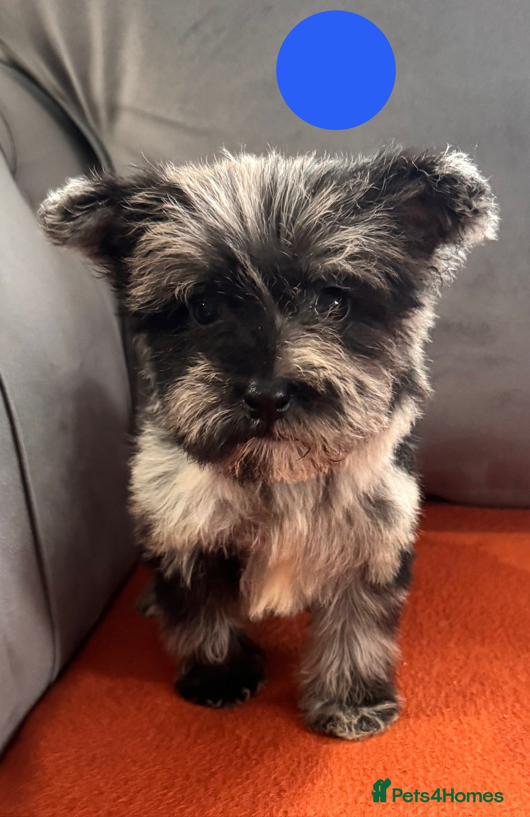 Mixed Breed dogs for sale: Beautiful F1 schnoodle puppy’s  - Image 9
